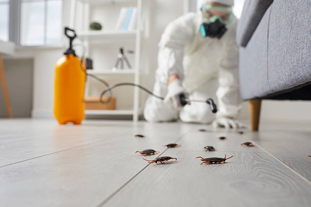 Post-Treatment Bed Bug Interceptor Monitoring in Ballwin